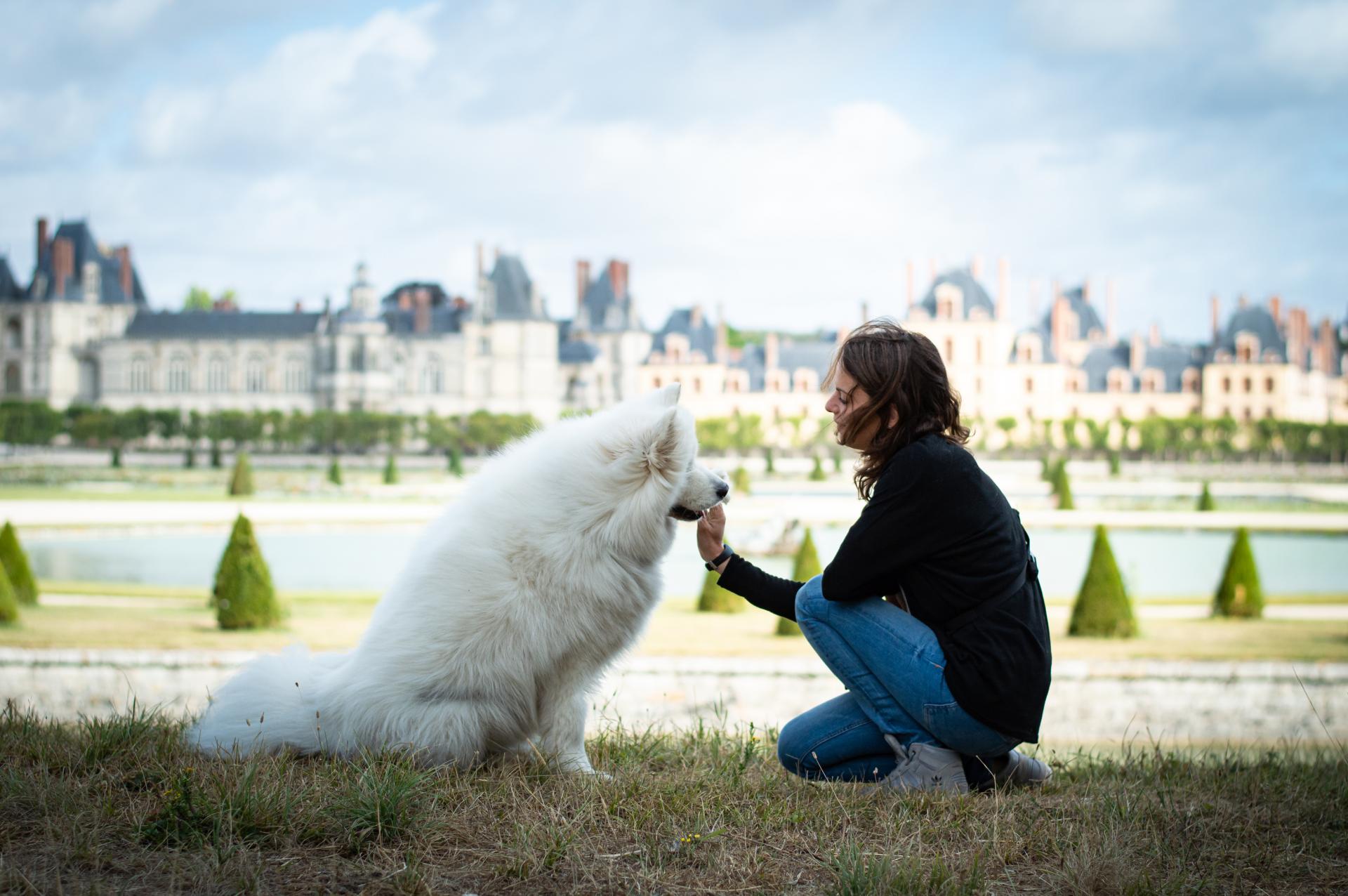 Samoyede complicite